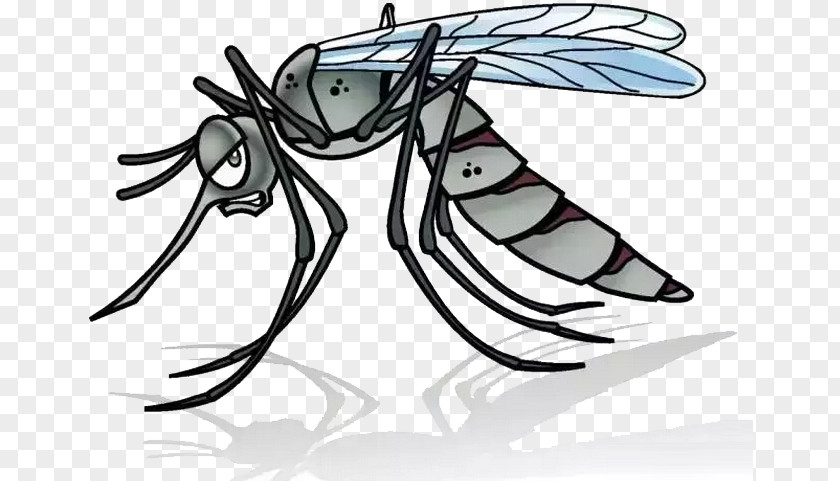 A Mosquito Cartoon Illustration PNG