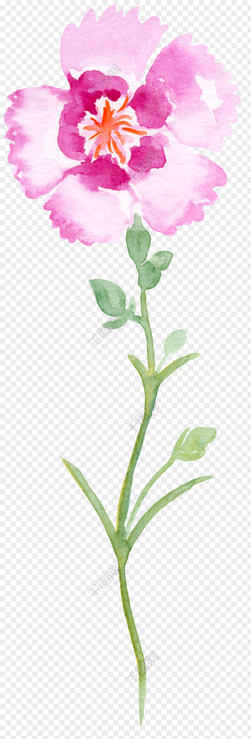 Beaut Background Floral Design Flower Petal Plant Stem PNG