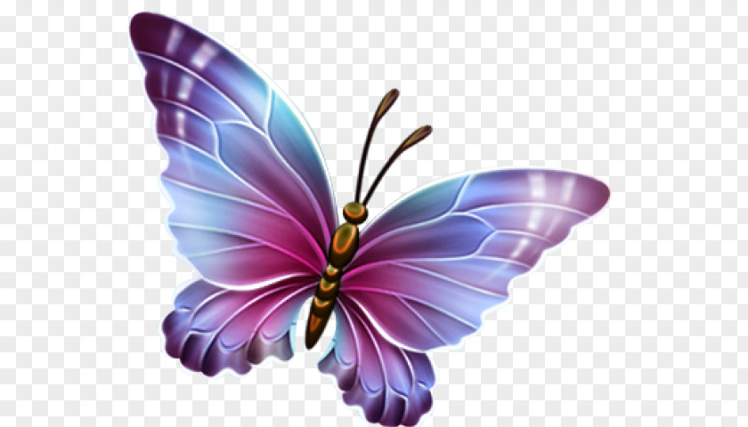 Butterfly Insect Moths And Butterflies Purple Violet PNG