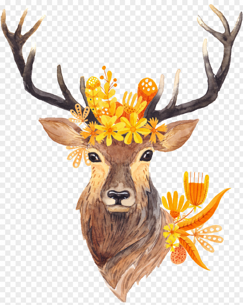 Deer Roe Antler Horn PNG