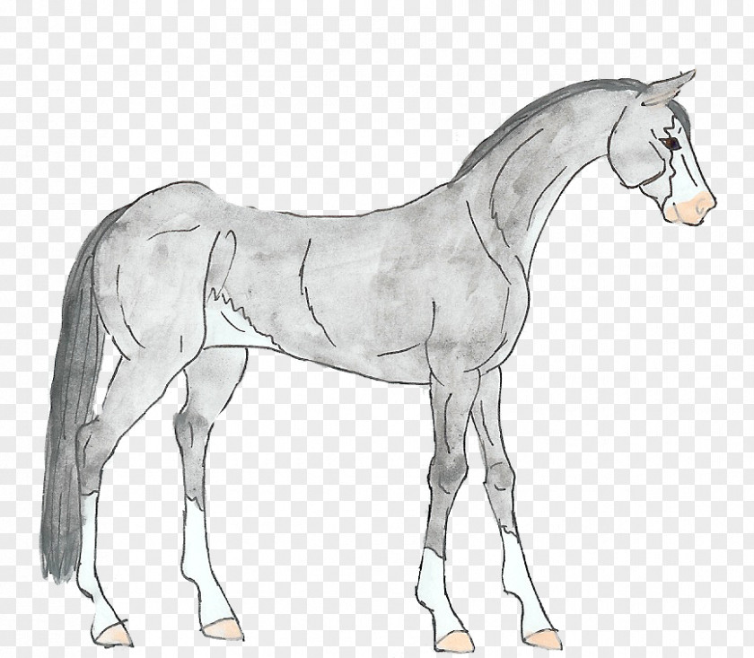 Mustang Foal Mane Stallion Colt PNG