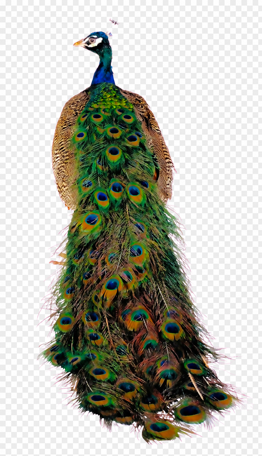 Peacock Back Material Free To Pull Bird Peafowl PNG