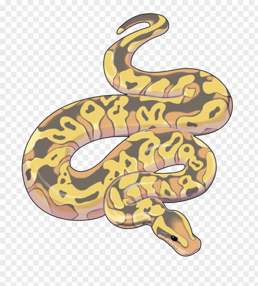 Snake Boa Constrictor Artist PNG