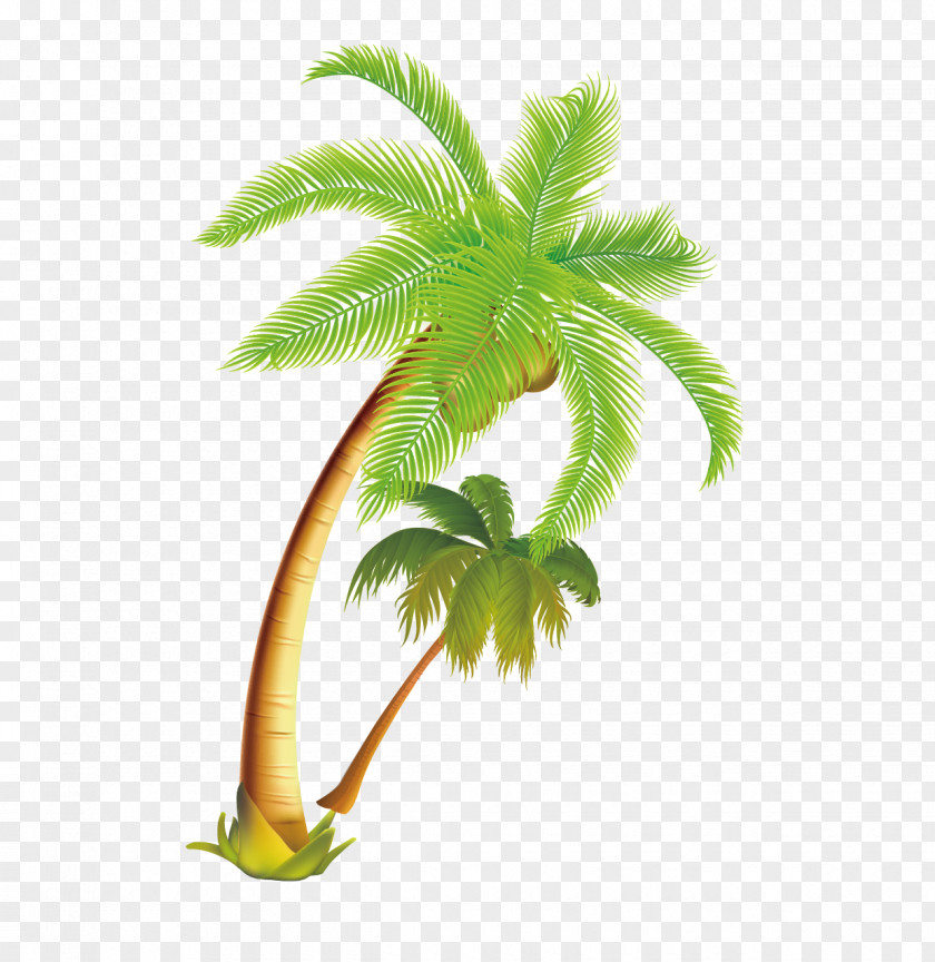 Tropical Coconut Tree Vector Material Arecaceae PNG