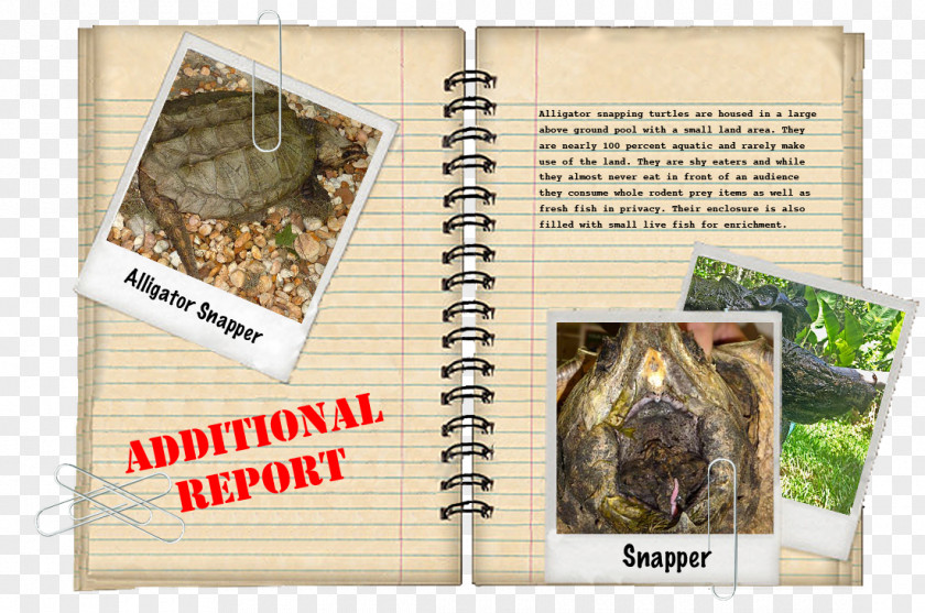 Turtle Alligator Snapping Crocodile Common PNG