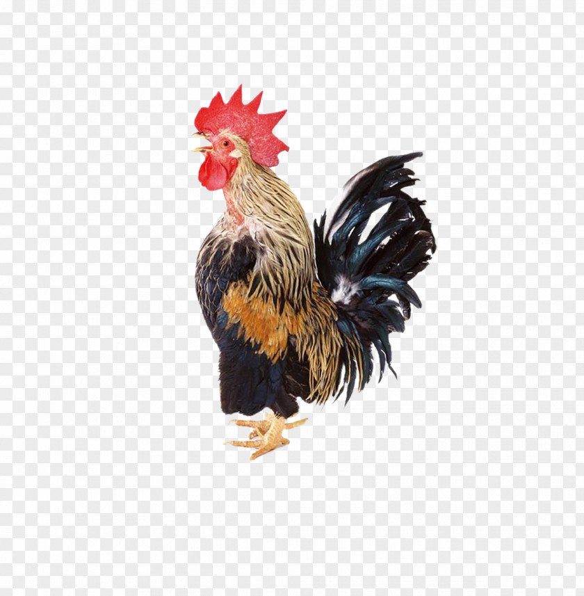 Big Cock Chicken Rooster Clip Art PNG