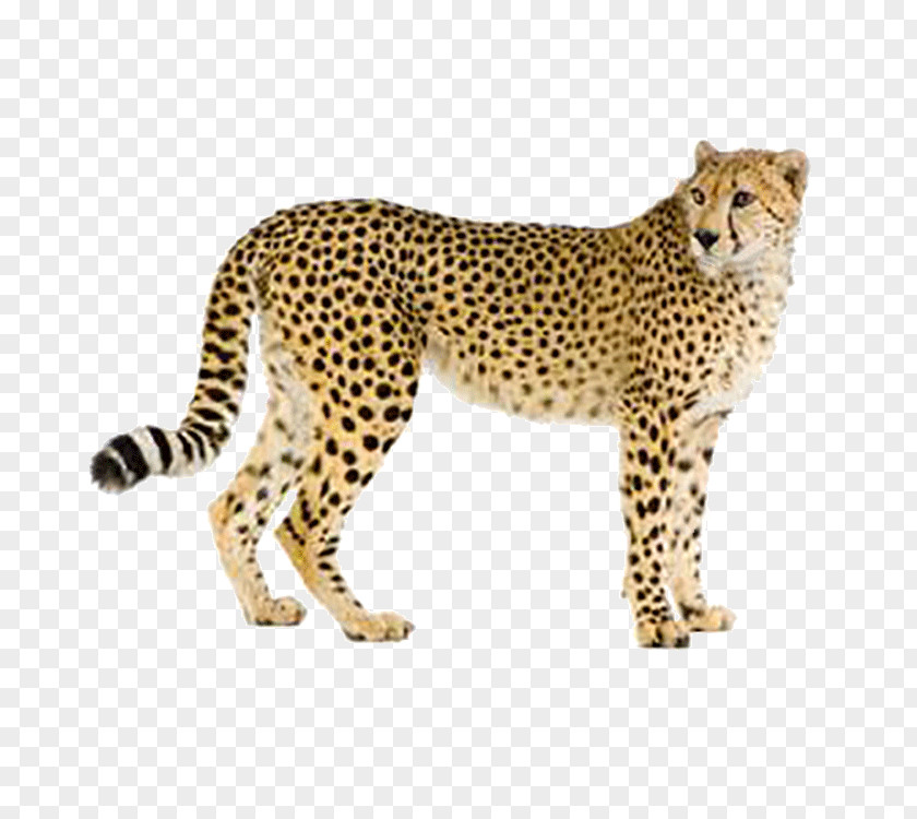 Leopard Cheetah Hyena Cat Eurasian Lynx PNG