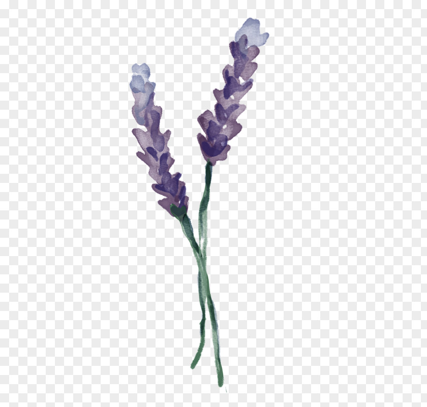 Olympic Lavender Company English Twig Plant Stem PNG