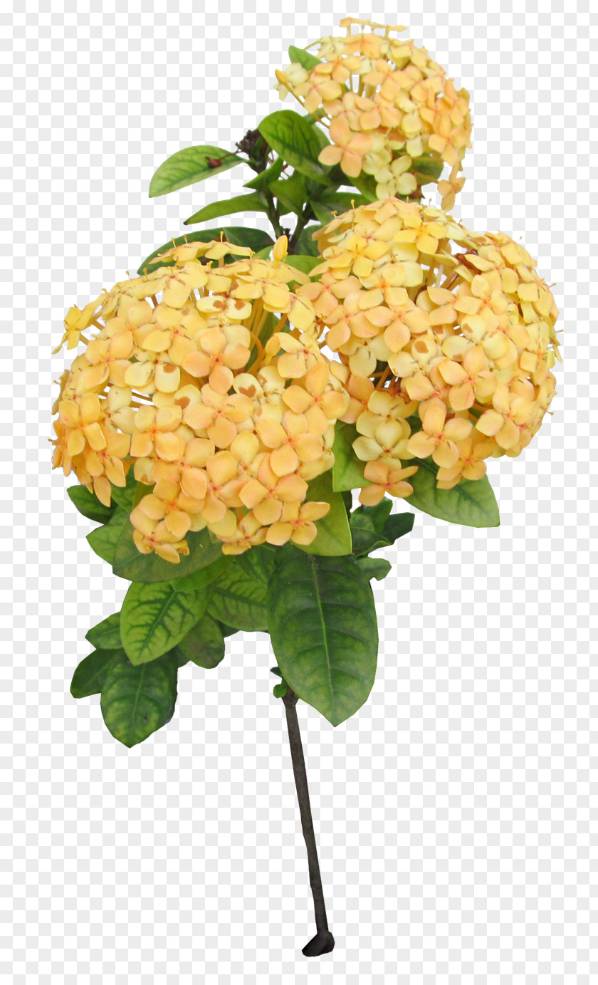 Tem Cut Flowers Floral Design Hydrangea PNG