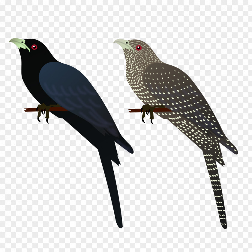 Asian Koel Bird House Crow Common Myna Clip Art PNG