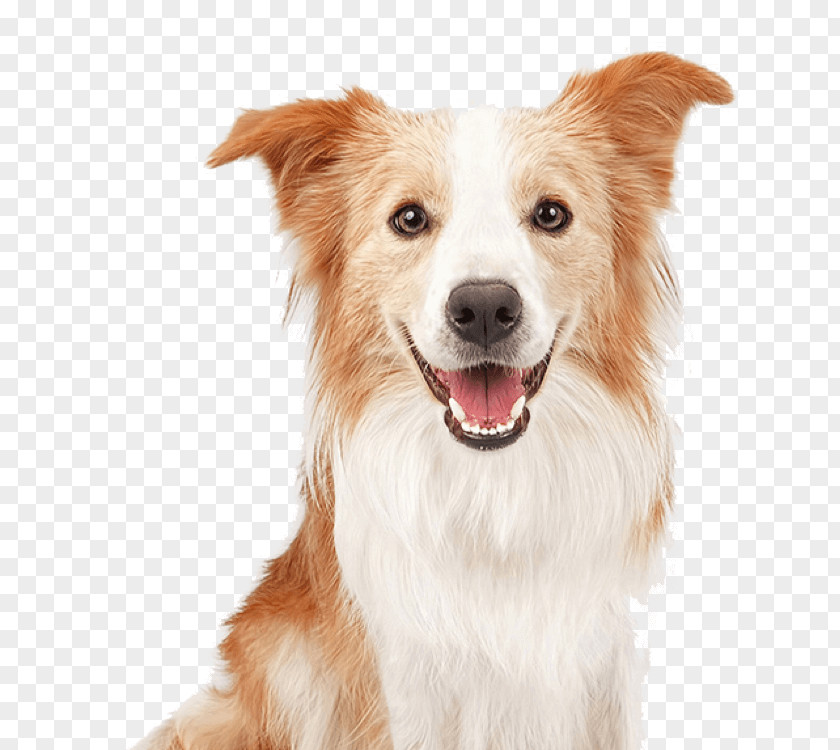 Border Collie Rough Old English Sheepdog Pyrenean Shepherd PNG