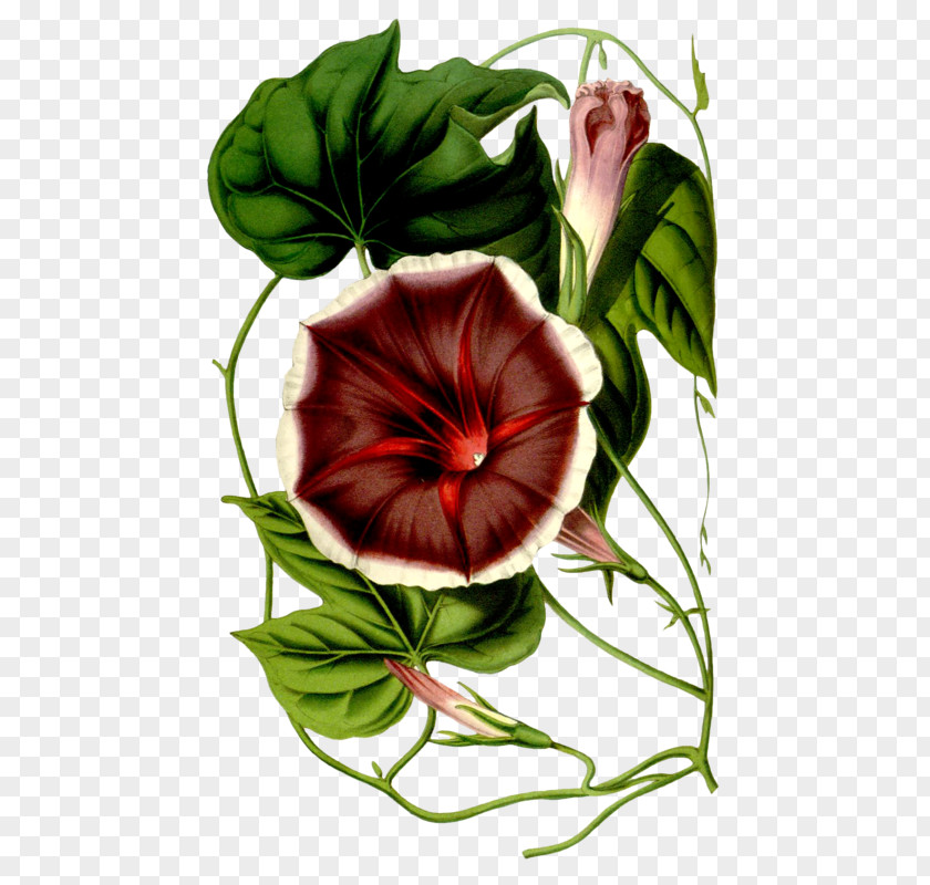 Botany Flore Des Serres Et Jardins De L'Europe Painter PNG