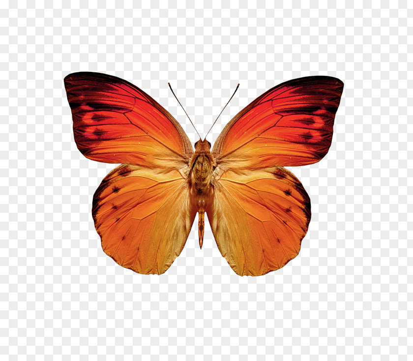 Butterfly Moth Greta Oto Orange PNG