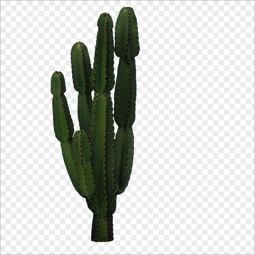 Cactus Cactaceae San Pedro Icon PNG