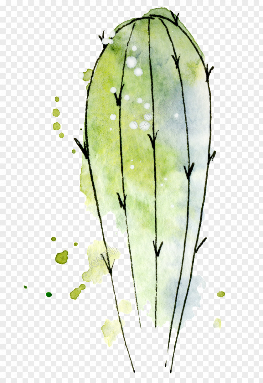 Hand Painted Characters Cactus Watercolor Painting Drawing Stock Photography Image PNG