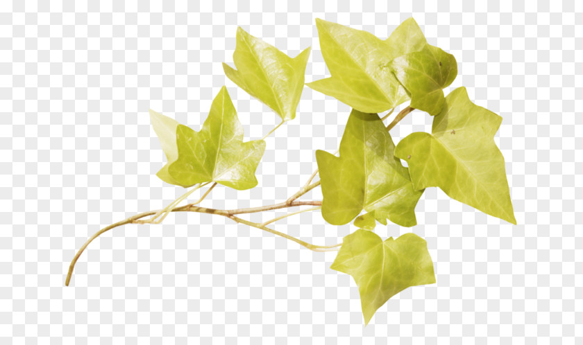 Leaf Image Twig Adobe Photoshop PNG