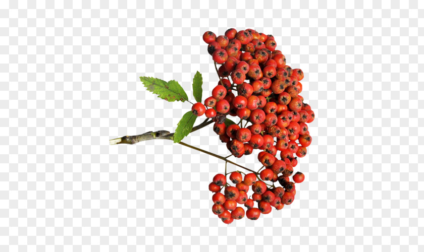Lingonberry Auglis Zante Currant PNG