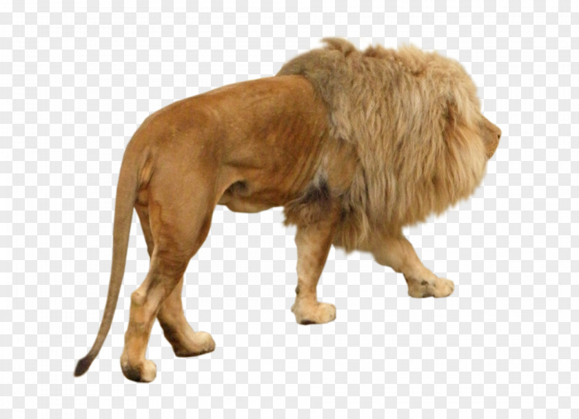 Roar Felidae East African Lion Stock.xchng Image PNG