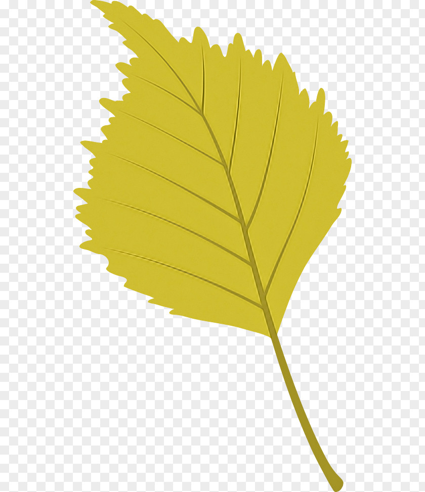 Leaf Plant Stem Flower Yellow Tree PNG