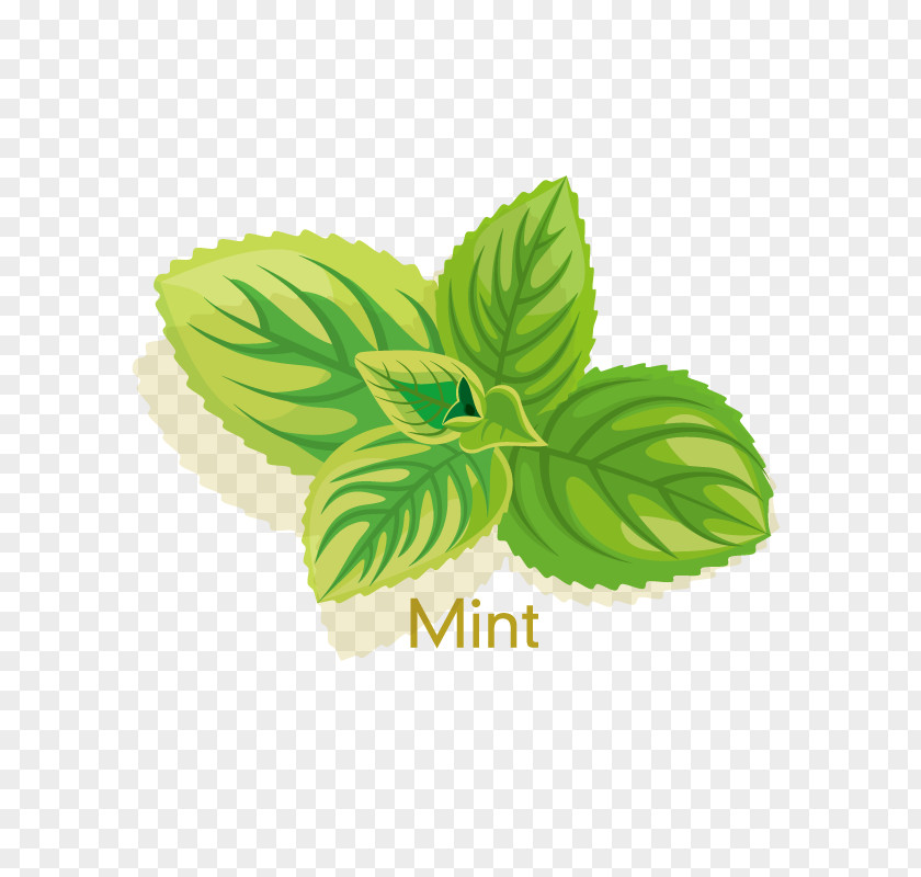 Mint Cosmetics Peppermint Herb Icon PNG