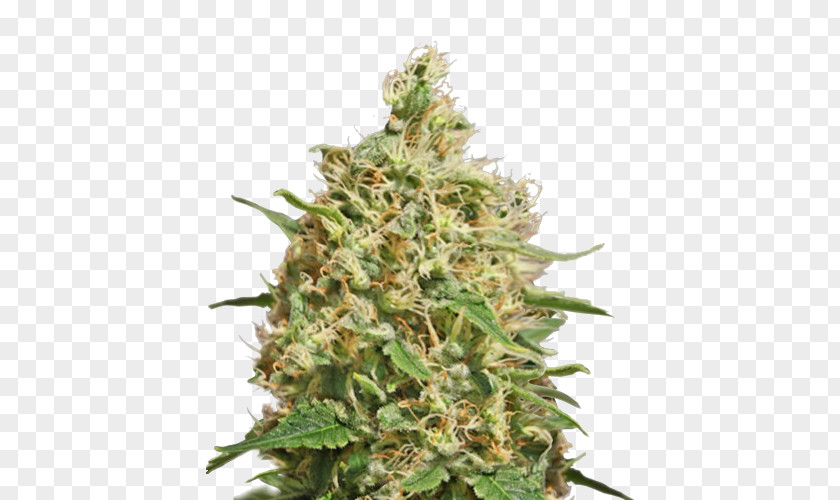 Cannabis Sativa Kush Medical Barneys Farm Shop PNG