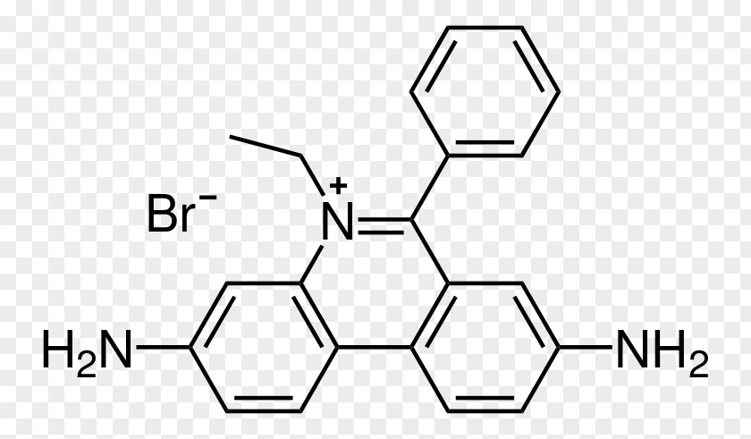 Ethidium Bromide Agarose Gel Electrophoresis Nucleic Acid PNG