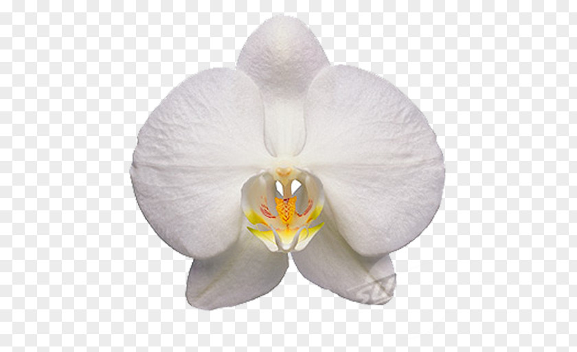 Flower Moth Orchids Clip Art PNG