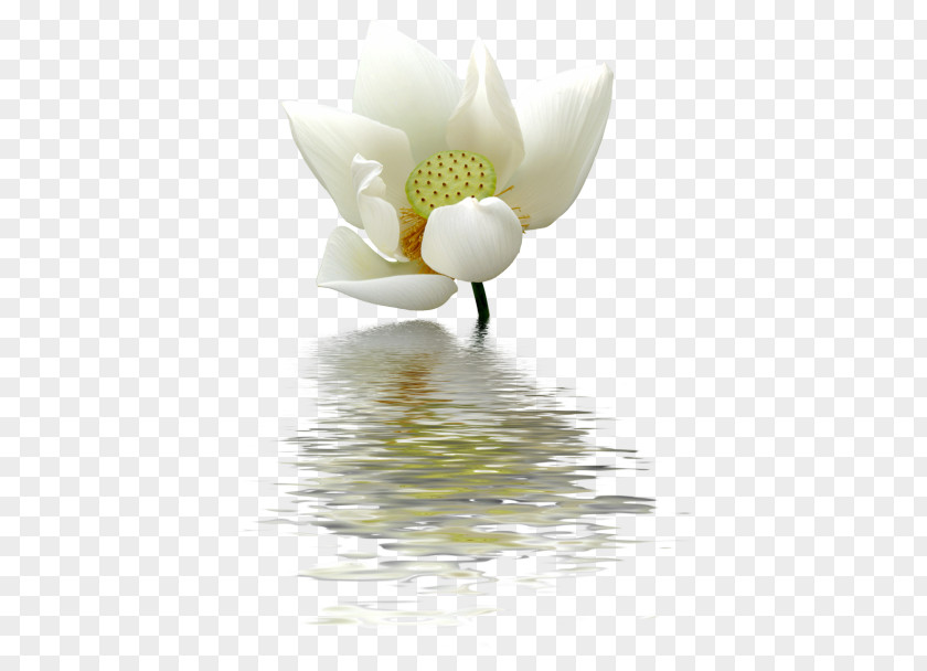 Lotus Bud Nelumbo Nucifera Nymphaea Flower Clip Art PNG