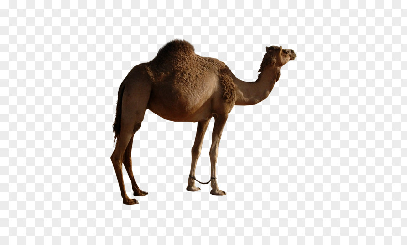 Mother Camel Single Peak Bactrian Dromedary Icon PNG