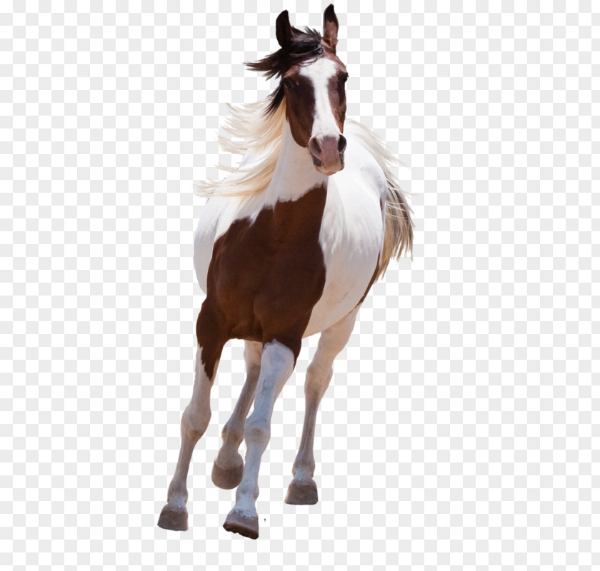 Mustang American Paint Horse Arabian Stallion PNG