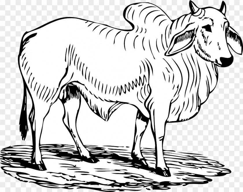 Bull Graphics Camargue Cattle Brahman Charging Clip Art PNG