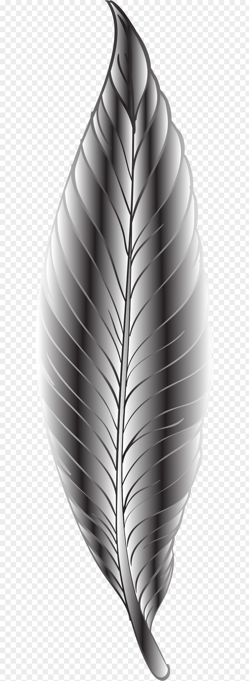 Feather Clip Art PNG