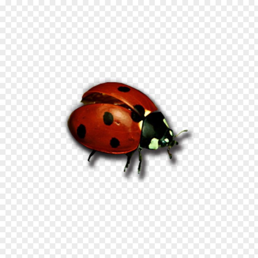 Insect Material Beetle Ladybird Butterfly Antenna PNG