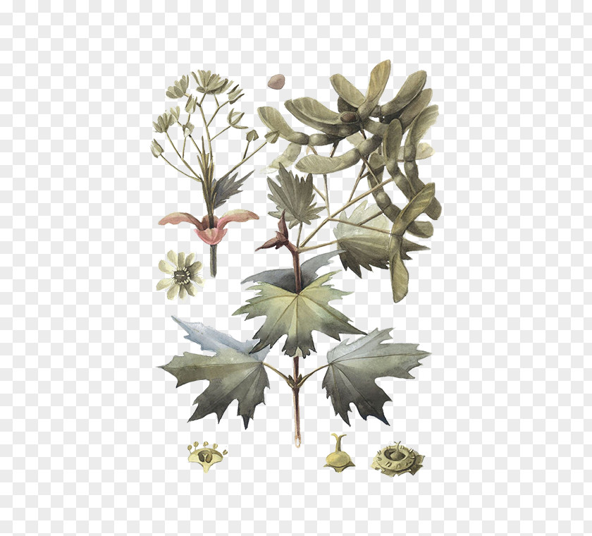 Norway Maple Acer Platanoides Twig Plant Stem Leaf Flowering PNG