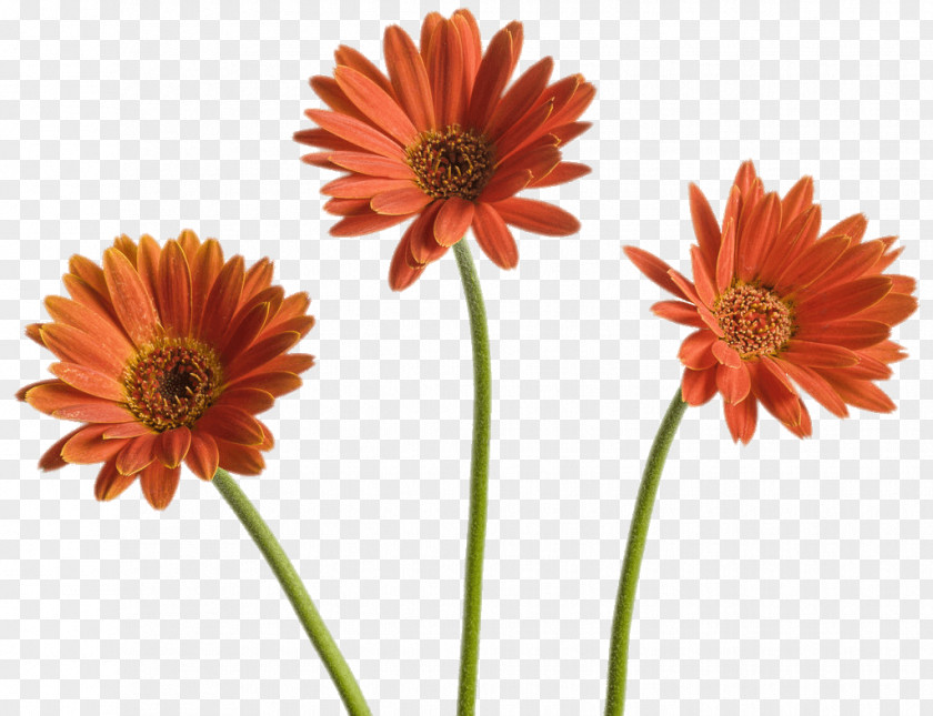 Plant Common Daisy Family Barberton Cut Flowers PNG