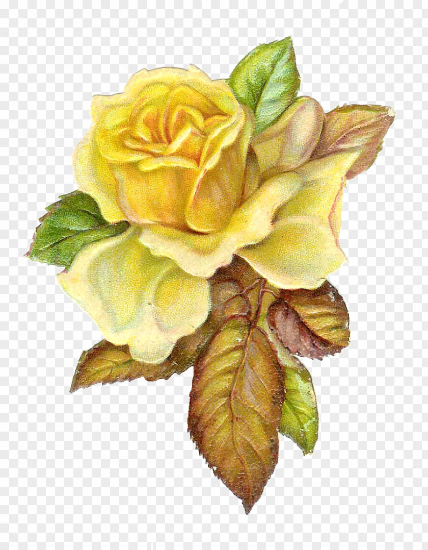 Catholic Rose Cliparts Yellow Flower Clip Art PNG