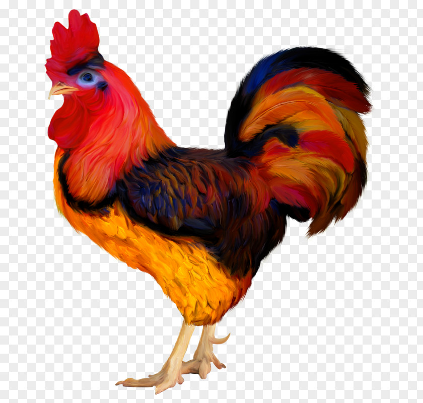 Chicken Rooster Hen PNG