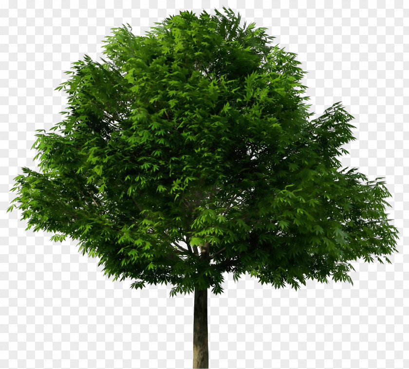 Clip Art Tree Transparency Vector Graphics PNG
