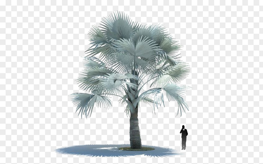 Coconut Tree Deductible Element 3D Computer Graphics Bismarckia Modeling Arecaceae Autodesk 3ds Max PNG