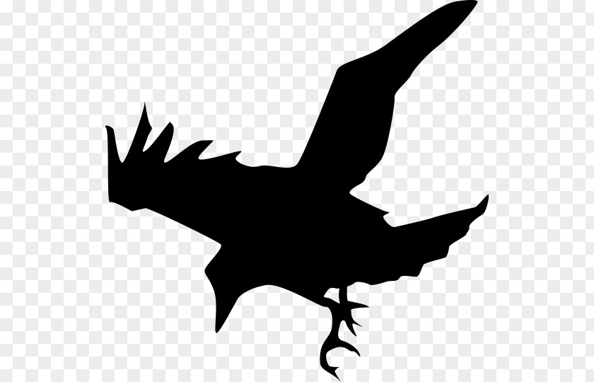 Raven Vector Common Crow Clip Art PNG