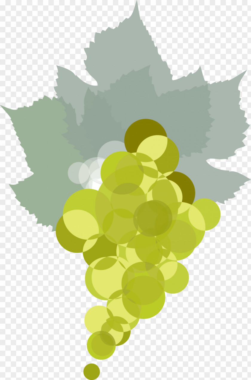 Summer Wine Border Grape Leaves Common Vine Leaf Illustration PNG