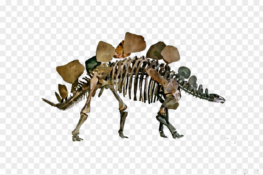 Dinosaur Skeleton PNG