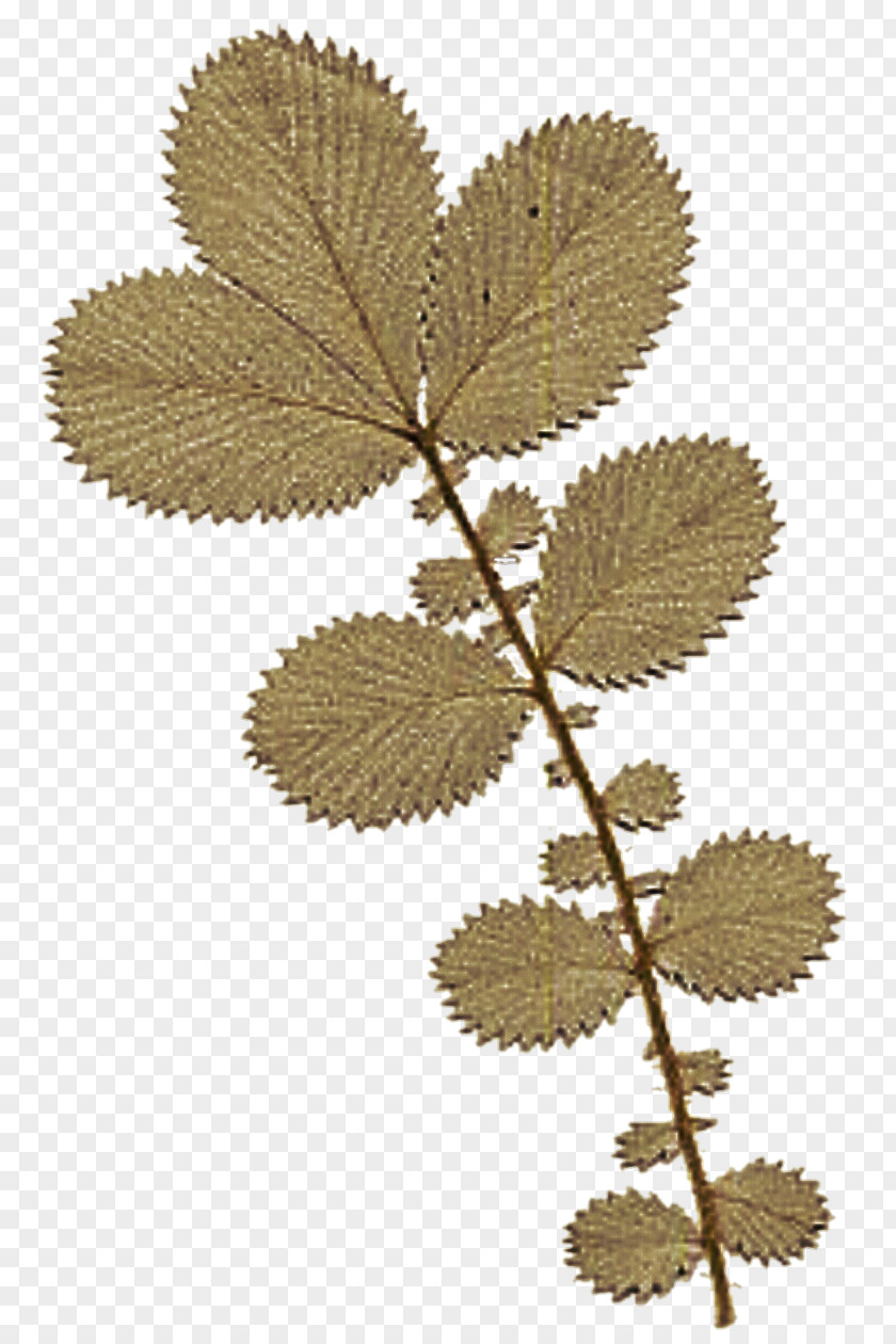 Dry Leaves Autumn Leaf Color Twig Drawing PNG