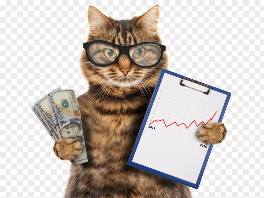 Stocks Cat Kitten Stock Photography PNG