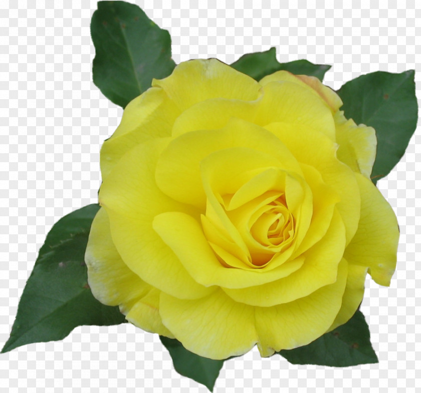 Yellow Rose Clip Art PNG