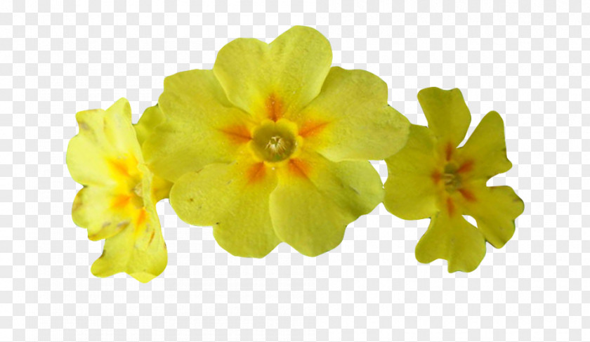 Cowslip Extract Alchemilla Vulgaris Peppermint Officinalis PNG