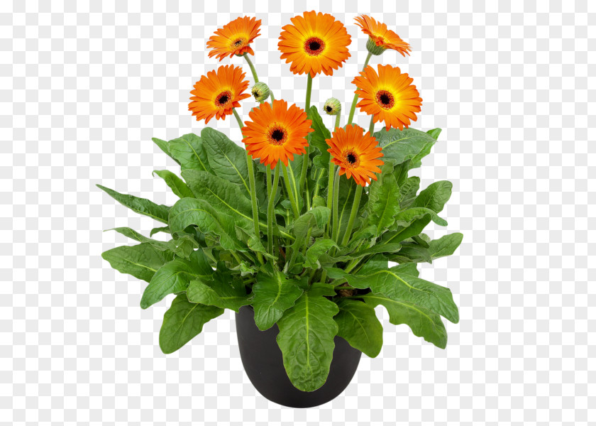 Flower Gardening Hardy Gerbera Garvinea Sweet Collection Plants PNG