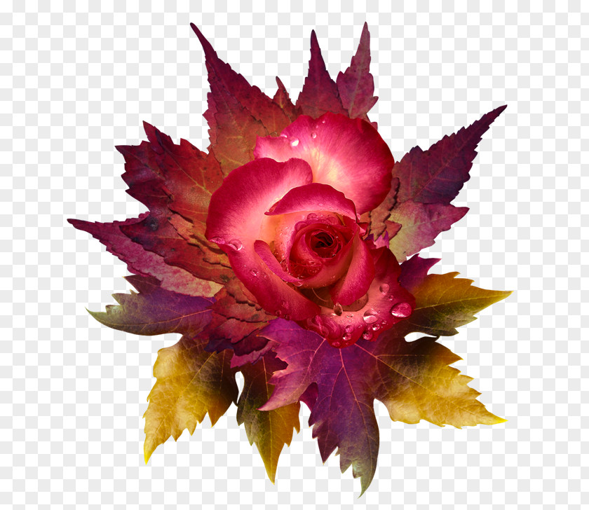Flower Petal Clip Art Rose PNG