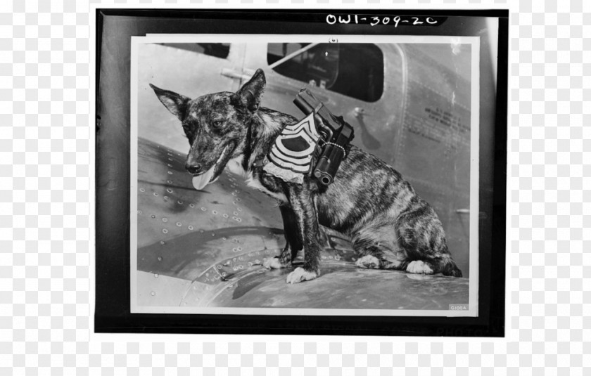 Lost In Space Blog Dog History Photography PNG