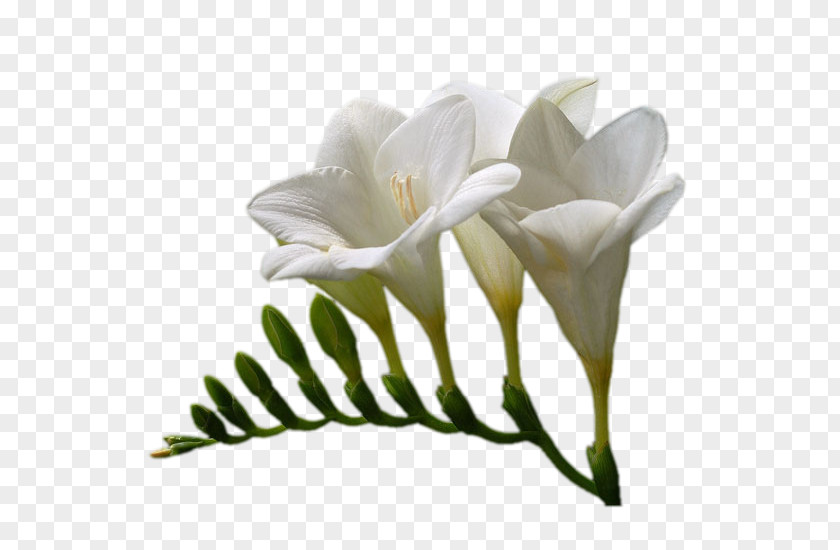 Pnf White Lily Adobe Photoshop Flower PNG